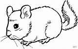Mouse Coloring Chinchilla Pages Dormouse Color Cute Colouring Printable Kids Print Mice Animal Gif Chinchillas Drawing sketch template