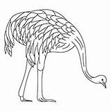 Emu Coloring Designlooter Grazing 71kb 230px sketch template