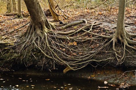 unraveling  tangled tree roots  life louis dallara photography