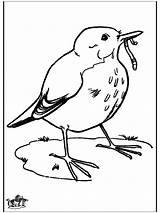 Blackbird Birds Funnycoloring Kindergarten Coloring Pages Advertisement sketch template