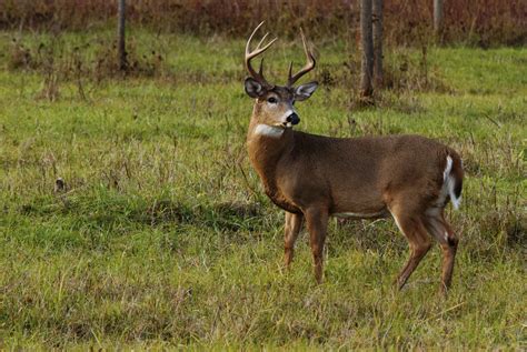 whitetail deer antlers fall  sciencing