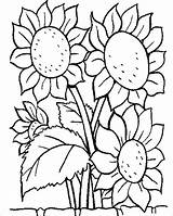 Sunflowers Bunch Pages Printable Coloring Flowers Sunflower Categories sketch template