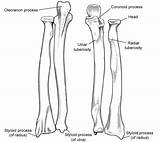 Bony Landmarks Upper Limb Figure Bones Lesson Return Posterior Antebrachium sketch template