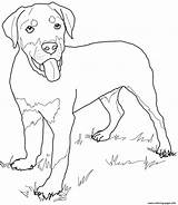 Rottweiler Coloring Puppy Pages Dog Drawing Printable Cute Lab Pinscher Puppies Miniature Cartoon Kids Color Supercoloring Retriever Print Golden Dogs sketch template