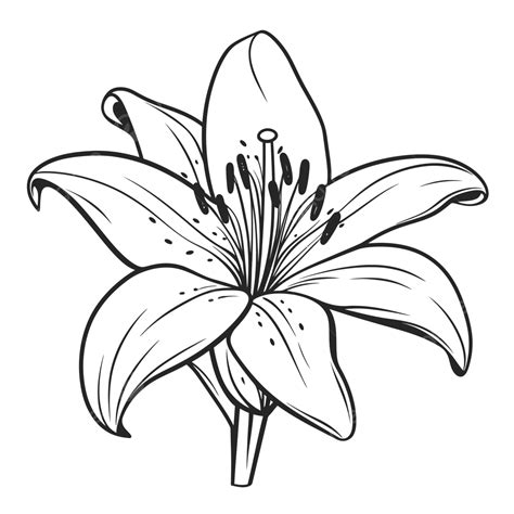 black  white lily flower coloring pages outline sketch drawing