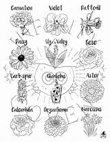 Flowers Coloring Monthly Sold Tattoos Flower Coven Infinity Larkspur Chrysanthemum sketch template