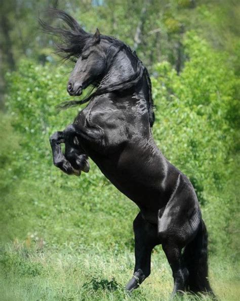 black horse rearing photography  bettina niedermayer atall rights
