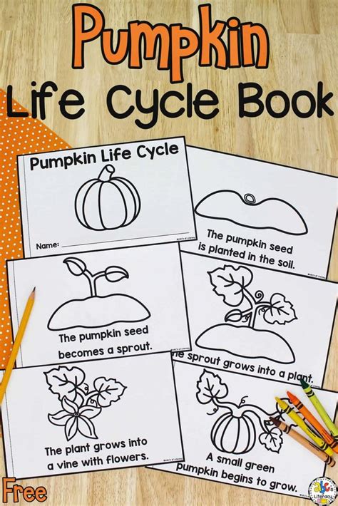 life cycle   pumpkin book  printable science book pumpkin