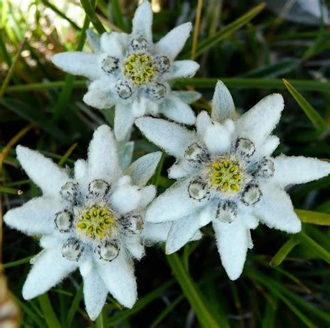 images  edelweiss  pinterest dirndl bayern  flower