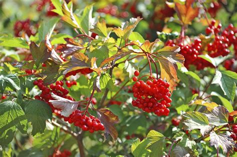 identify  shrub  red berries fruit bushes red berries