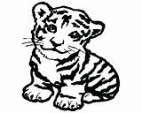 Tiger Coloring Baby Pages Cute Getcolorings sketch template