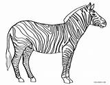 Zebra Coloring Ausdrucken Ausmalbild Kostenlos Malvorlagen Cool2bkids sketch template