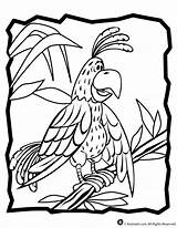 Parrot Loro Papagei Papagayos Selva Dibujos sketch template