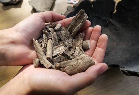 Cremated Remains Can Still Reveal A Persons Sex Nova Pbs Nova Pbs