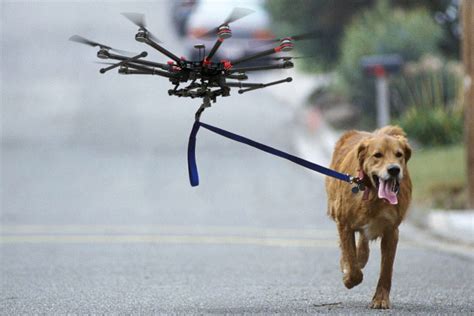man walks dog   drone   quarantine impact lab