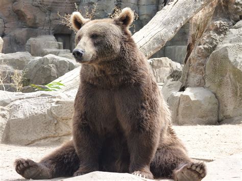 images animal wildlife zoo sitting mammal fauna brown bear
