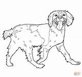 Spaniel Coloring Cocker Brittany Pages Drawing Printable Colouring Dog Spaniels Supercoloring English Dogs Book Puppy Paper sketch template