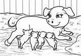 Pig Coloring Cat Pages sketch template