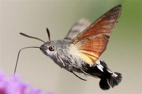 hummingbird hawk moth identification life cycle facts pictures
