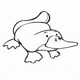 Coloring Wombat Getdrawings Platypus sketch template