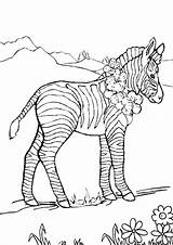 Pages Zebra Coloring Print Marty Clip Stripes Printable Baby Realistic Getcolorings Colouring Cartoons Color sketch template