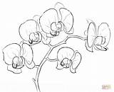 Coloring Orchid Pages Printable Orchidee sketch template