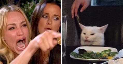woman yelling   cat memes     laughing  hard