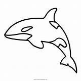 Whale Orca Baleia Desenho Paus Ikan Killerwal Putih Hitam Marine Cetacea Mewarnai Sketsa Pembunuh sketch template