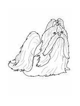 Shih Tzu Coloring Pages Colouring Dogs Dog Stamps sketch template