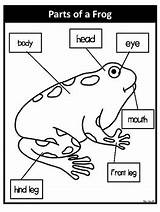 Frog Bilingual sketch template