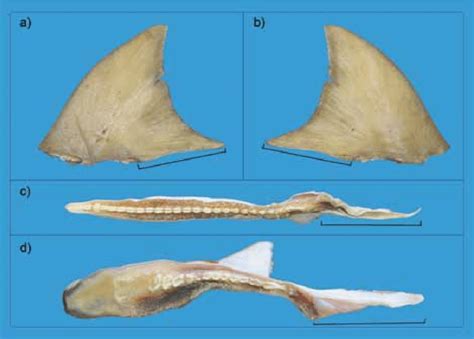dorsal fin  left side   dorsal fin  scientific diagram