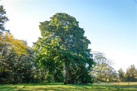 big fig tree nsw holidays accommodation    attractions