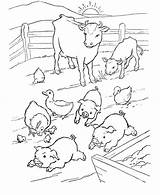 Coloring Pig Farm sketch template