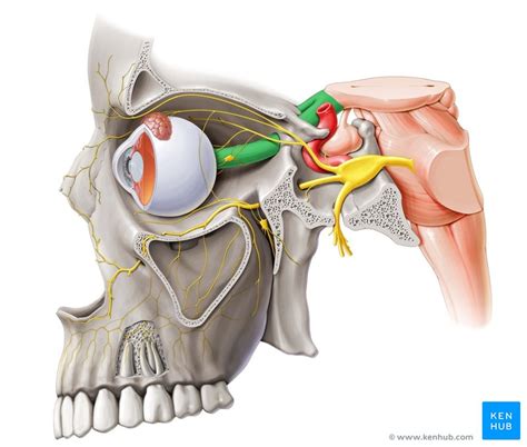 sensory cranial nerves anatomy functions and diagram kenhub