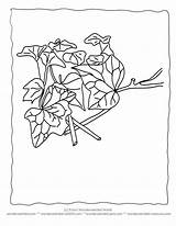 Leaf Template Printable Coloring Pages Templates sketch template