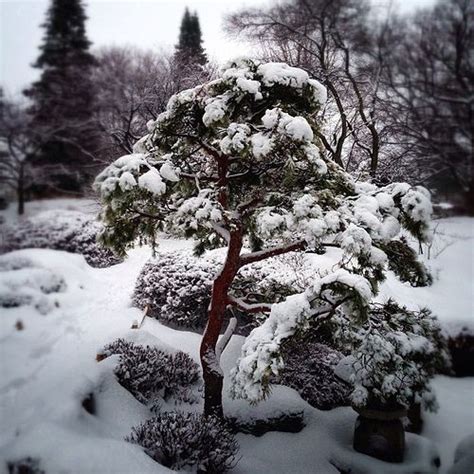 winter japanese garden  minnesota landscape arboretum minnesota