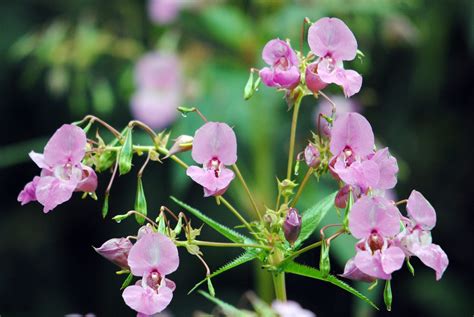himalayan balsam  bloom wildscapes