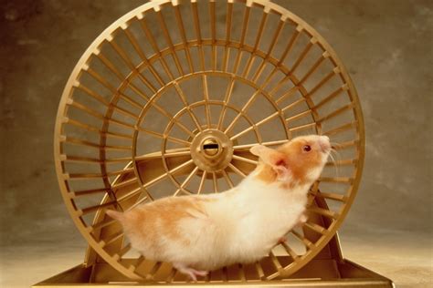 Why Hamsters Love The Wheel And When It Might Be Too Much Pawtracks