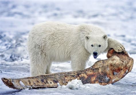 pizzly bears  appearing   rapidly warming arctic polar bear cub