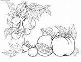 Tomato Plants Vegetables Coloring Pages Colorator sketch template