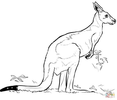 kangaroo coloring page  printable coloring pages