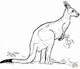 Coloring Kangaroo Pages Printable sketch template