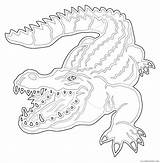Alligator Coloring Keywords Crocodile Animals Coloring4free Related Posts sketch template