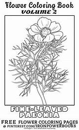 Coloring Flower Pages Book Botanical Beauty Seed Vintage Volume Embroidery sketch template