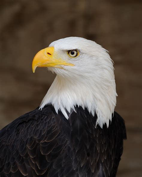 filebald eagle portraitjpg wikipedia