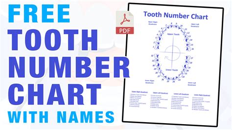 tooth number chart printable  mashup math