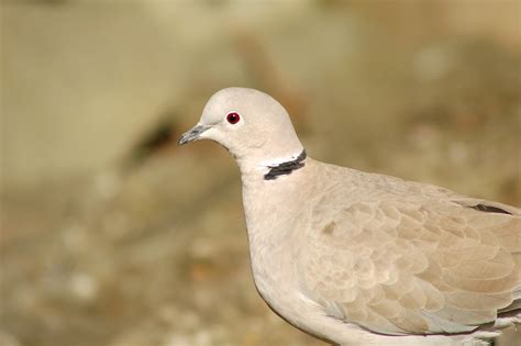 birdwatch irelands conservation team blog irish garden birds classy collared doves