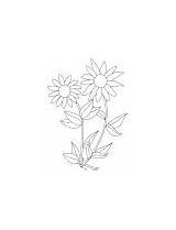 Coloring Barley Sunflower sketch template