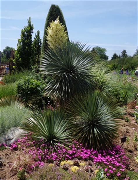 yuccalicious succulent delights  denver botanic gardens