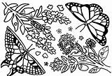 Botanical Cfmatl sketch template